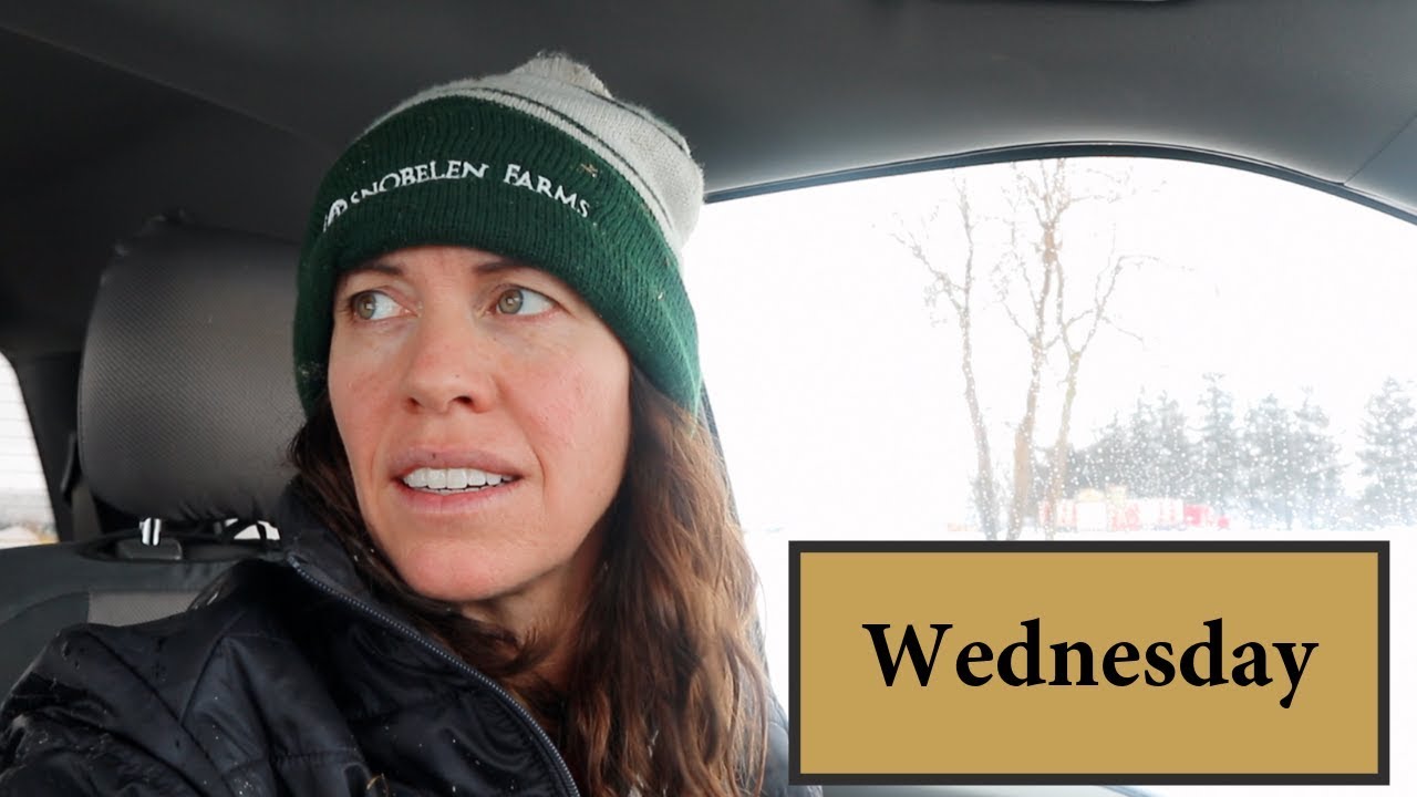 Five Days of Sheep Farming (WEDNESDAY):  Vlog119
