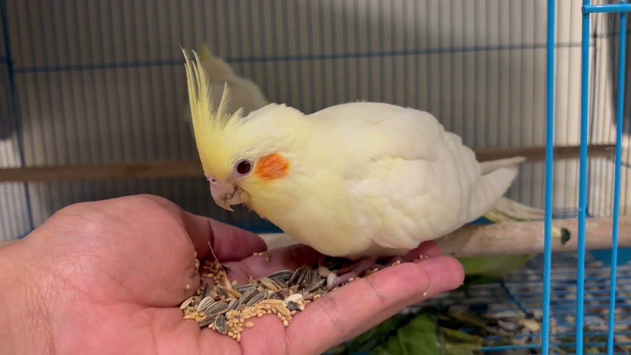How to build trust with Cockatiel bird? #cockatielbird #cockatiel #birds #cockatielvoice #cutebird 