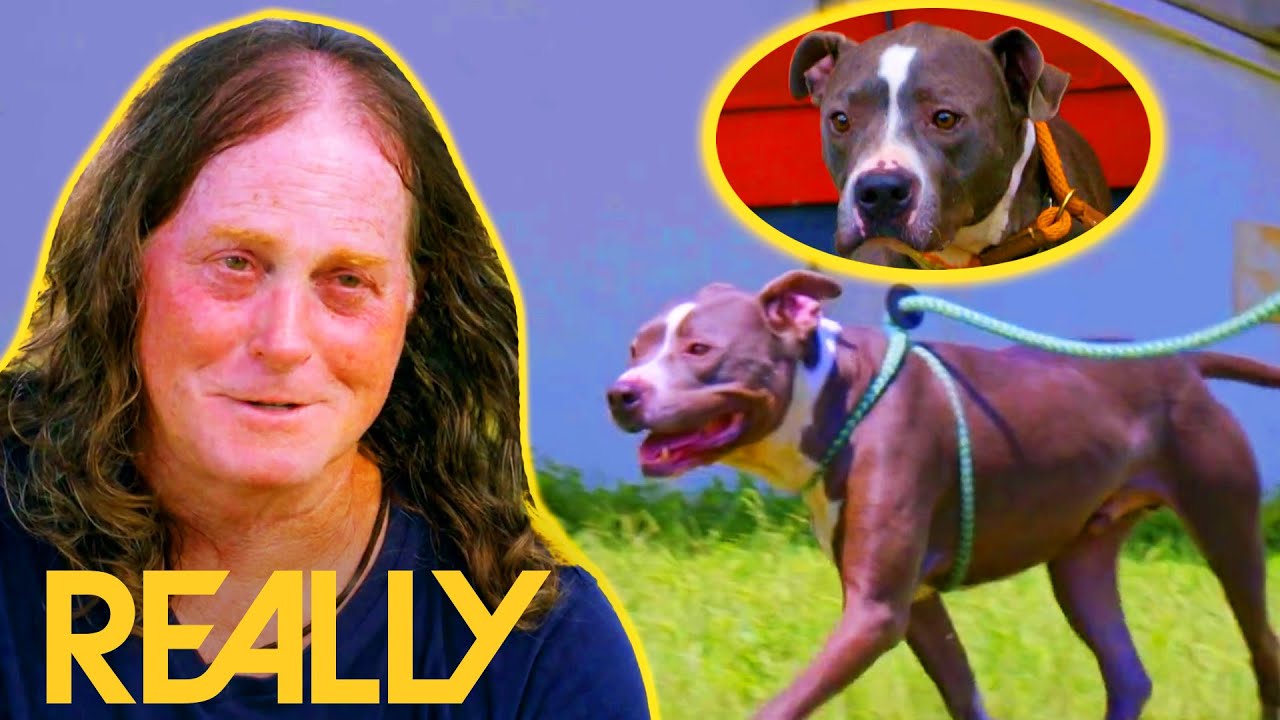 Adoption Risks Falling Through When Stray Dog Krewe Gets Heartworms | Pit Bulls & Parolees