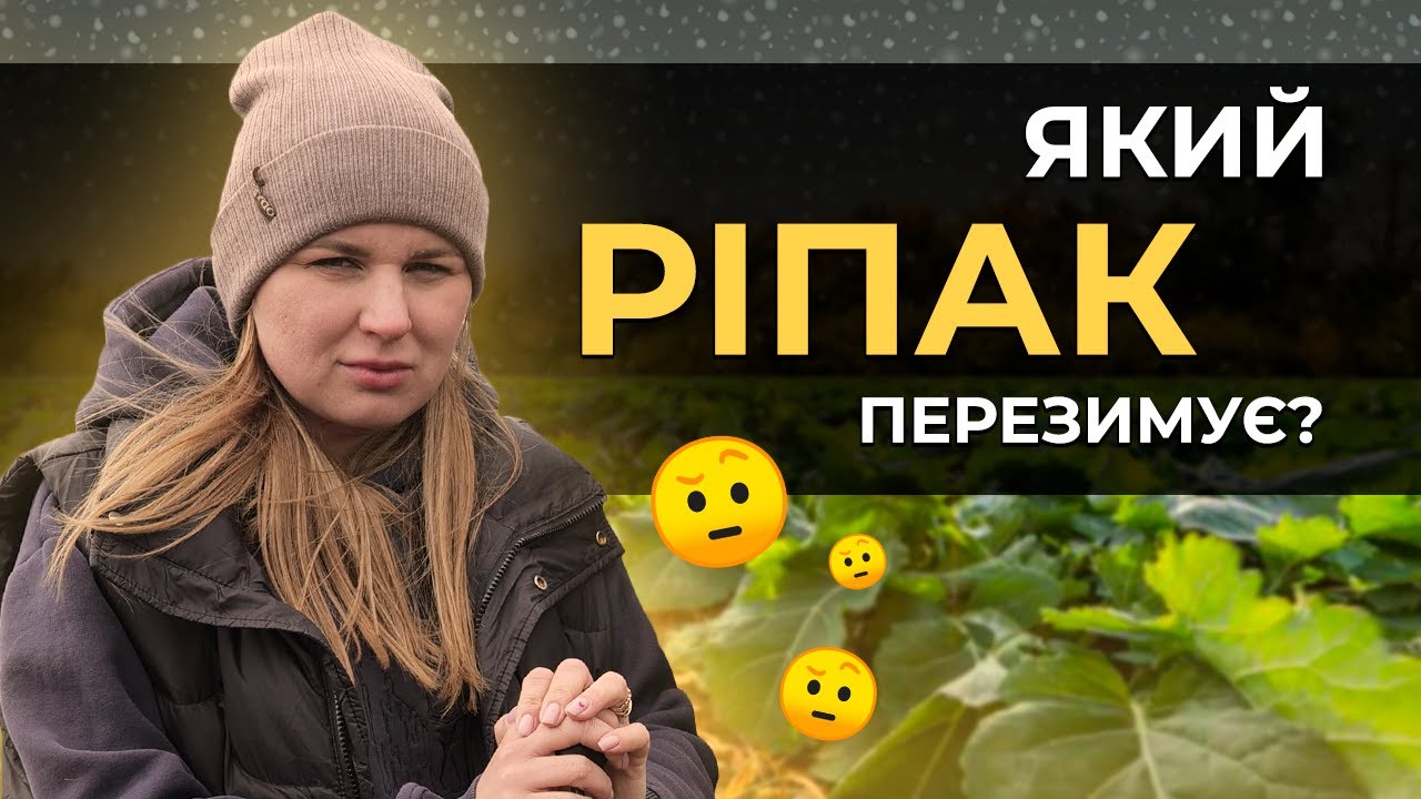 РІПАК У ЗИМУ. ОСІННІ РОБОТИ НА РІПАКУ