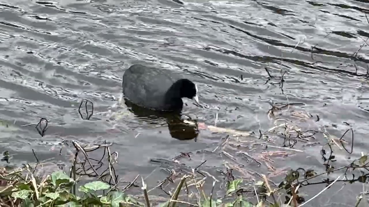 Geese and birds in the park in South-Wales Uk 4K