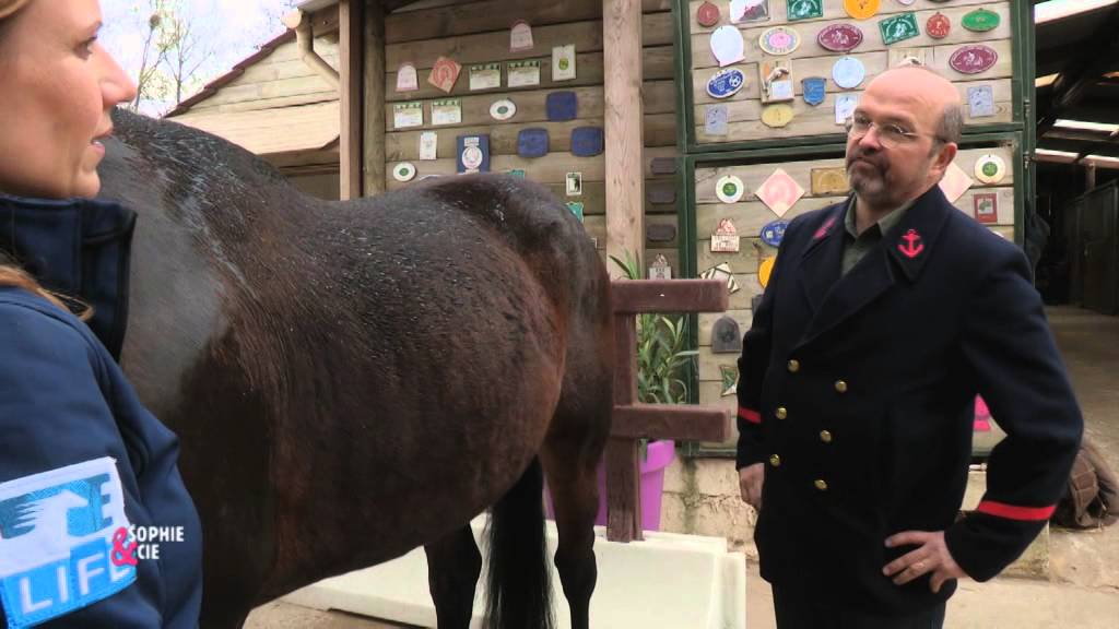 Donner un bain à son cheval - Equidia Life