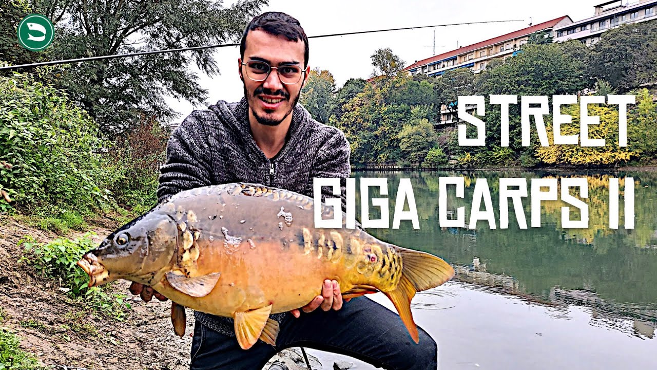 STREET GIGA CARPS (CARPFISHING Urbano alle Grandi CARPE del Fiume PO) - Episodio II