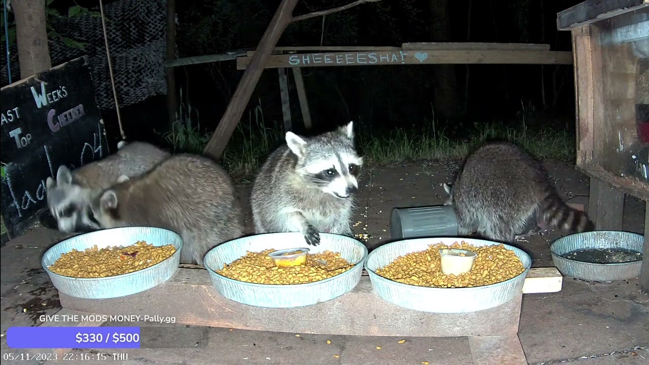 A day in the woods at WildLifeCam (Part 3/5)