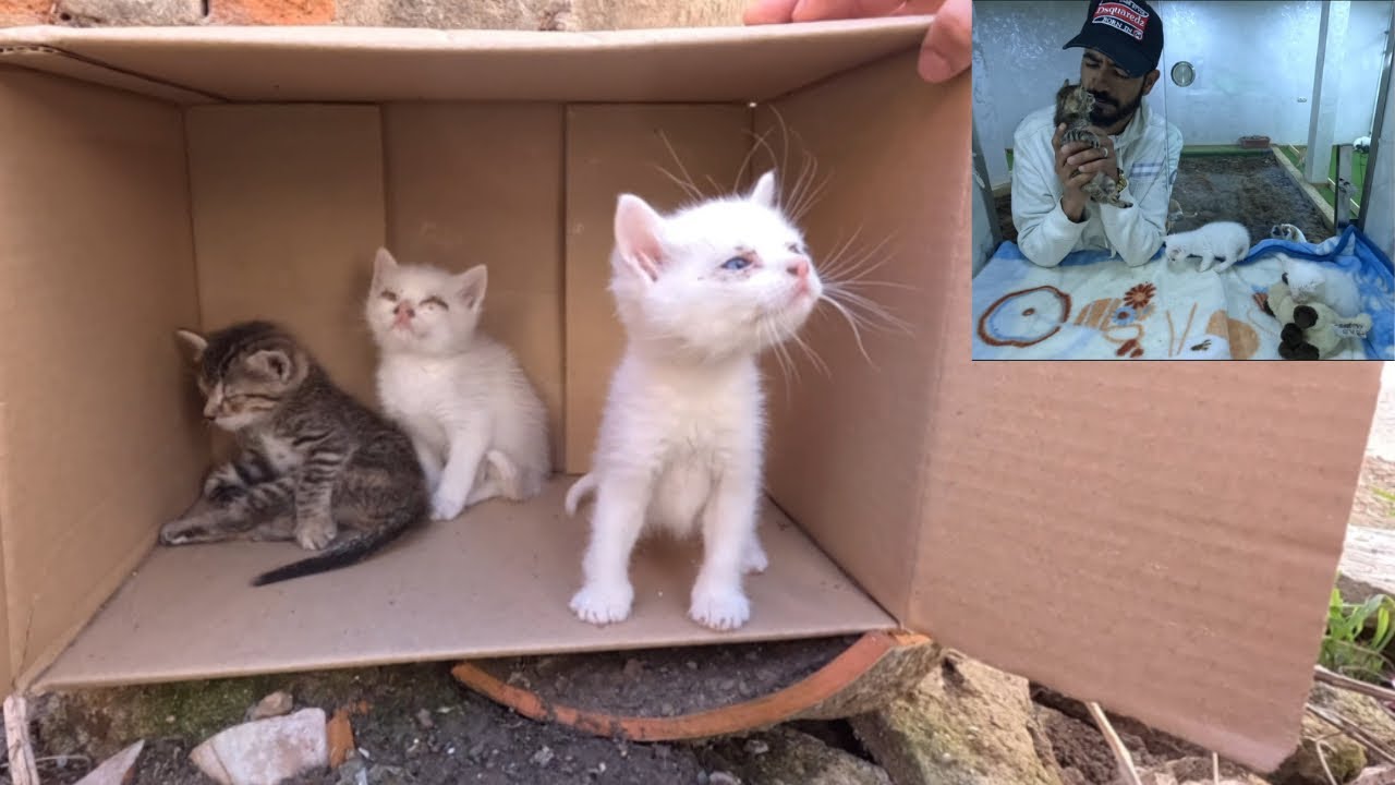 Пытаюсь спасти 3 бедных котят, которых бросили.