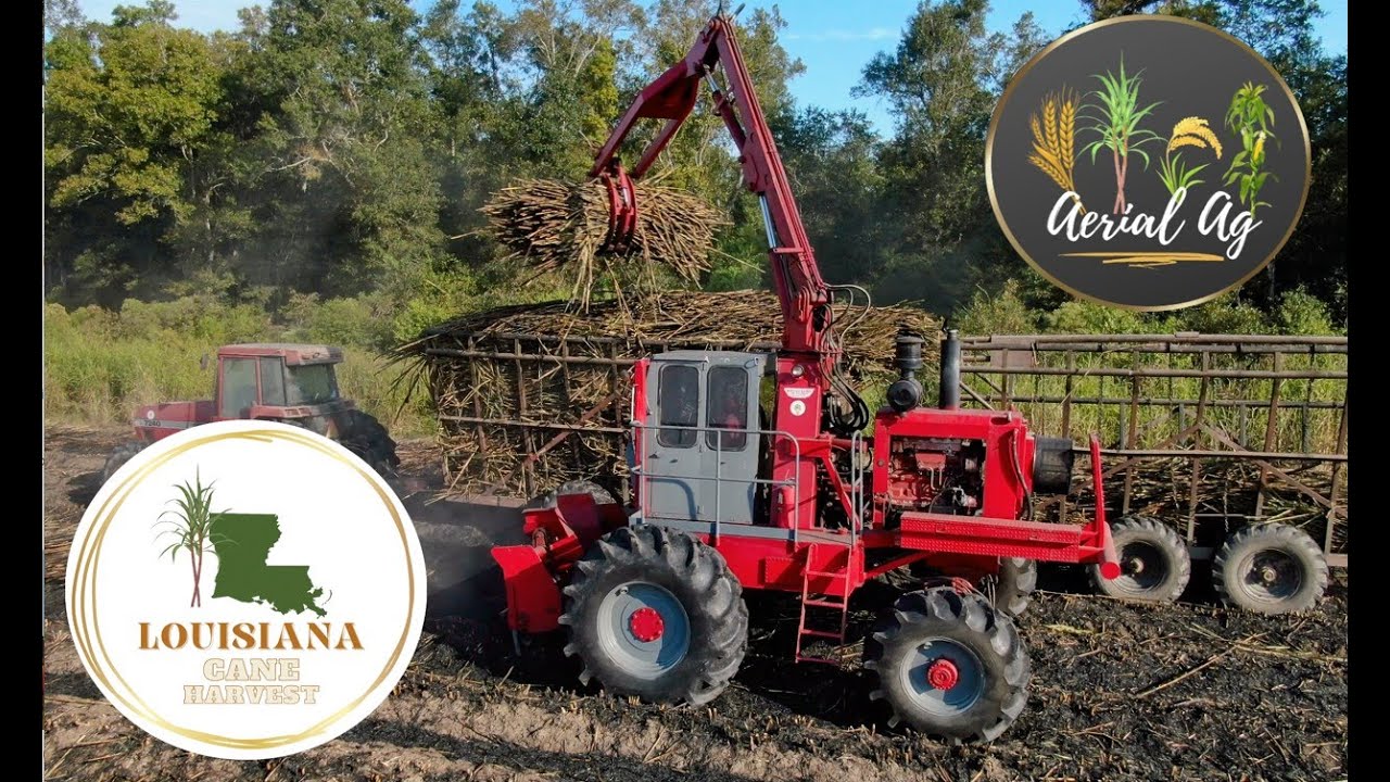 2022 Louisiana Whole Stalk Cane Harvest 4K