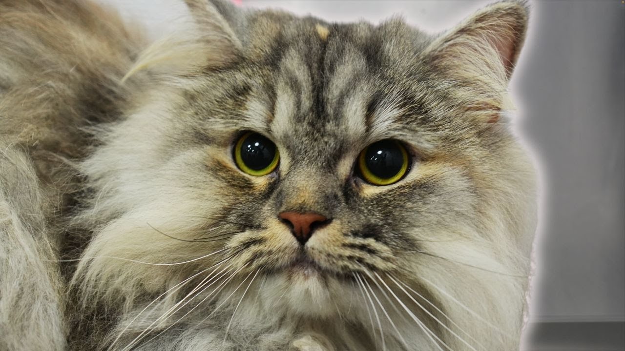 I traveled across the world for a CAT
