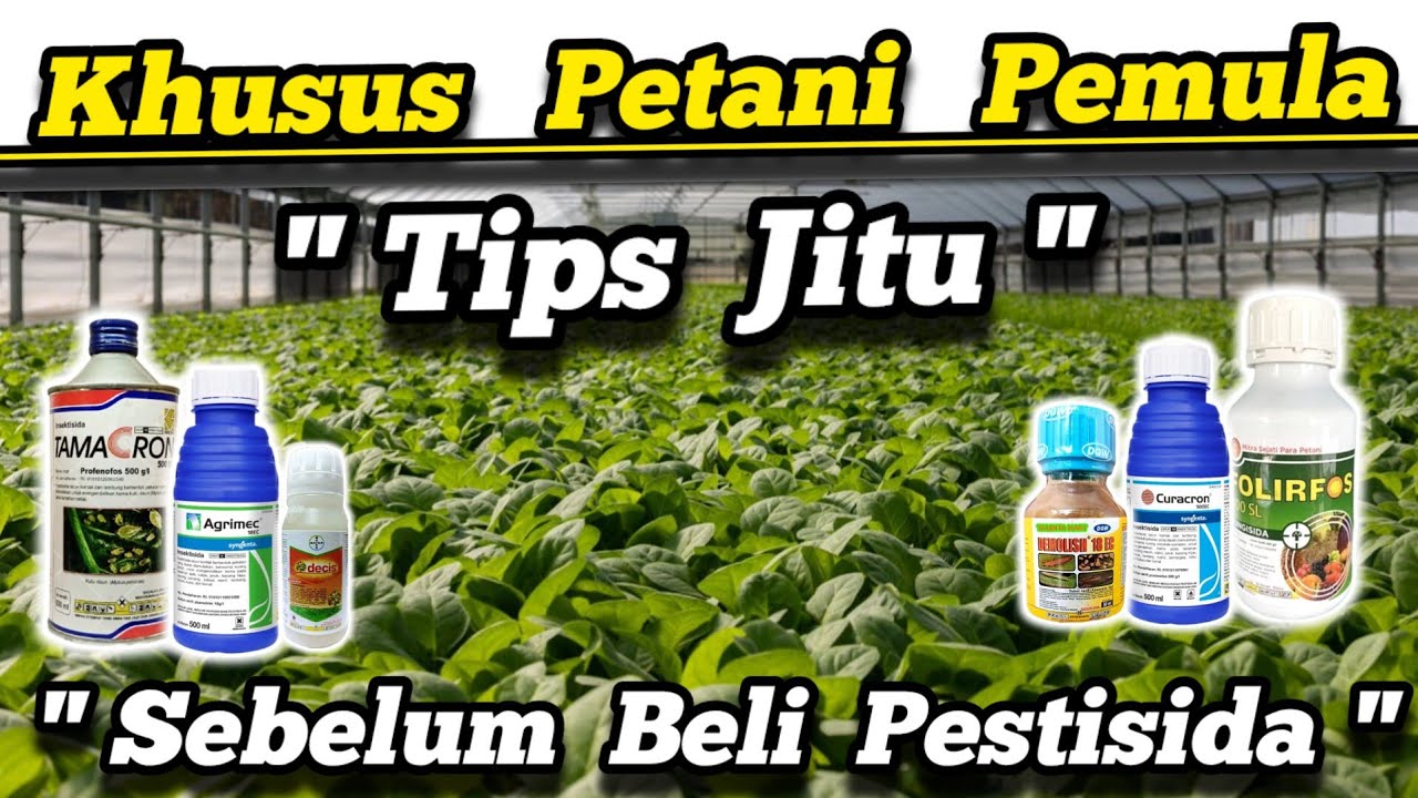 🔴 Penting ‼️ Cara Mengetahui Pestisida Paling Kuat dan Ampuh Membasmi Hama Pertanian Untuk Pemula ✅