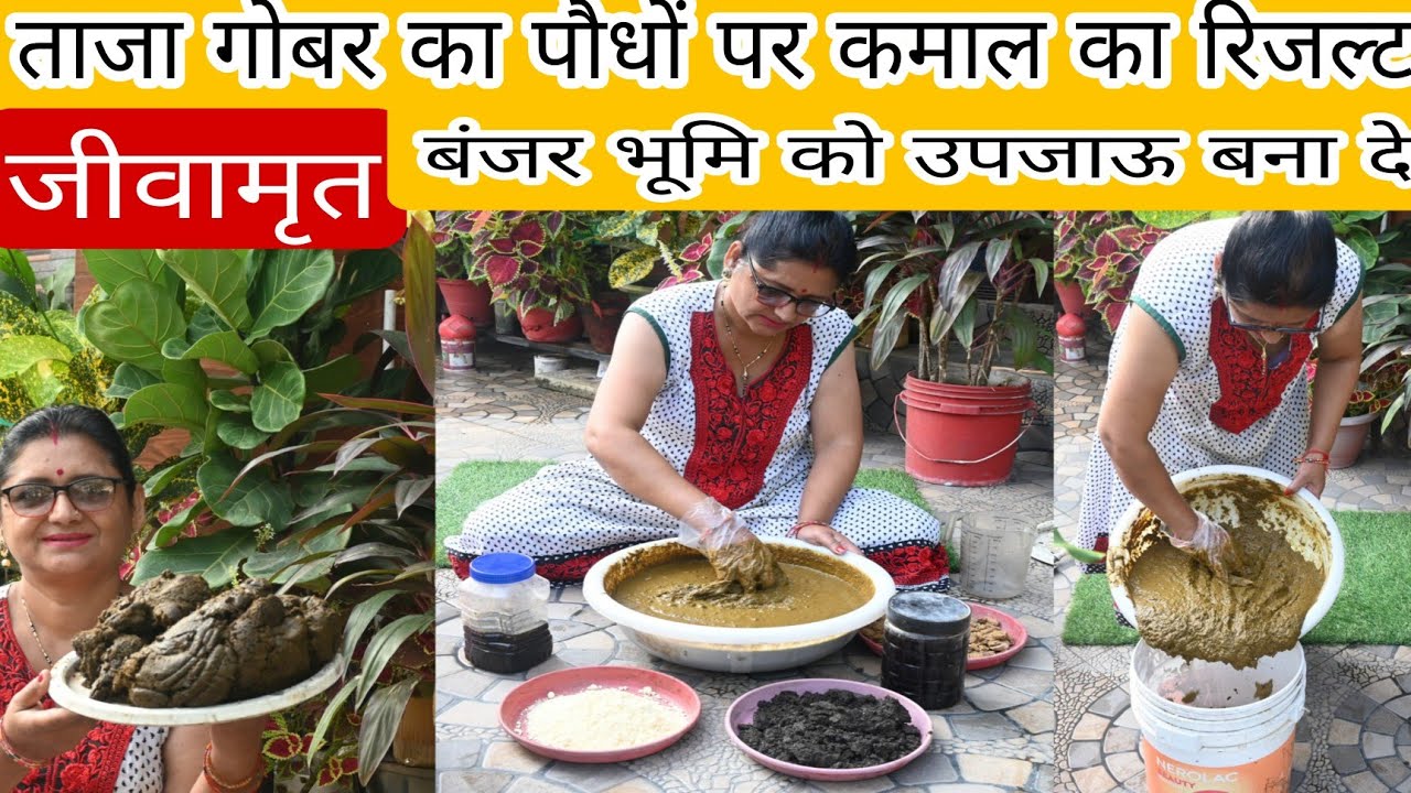 ताजा गोबर का गार्डन में कमाल /जीवामृत बनाने की विधि, जैविक खेती#gardening #fertilizer #gardenplants