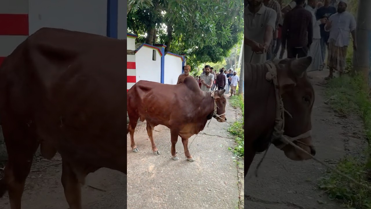 Cow cutting