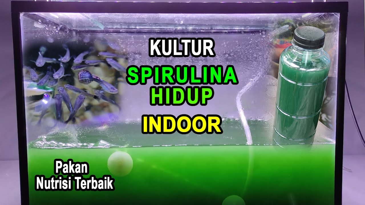 Kultur Spirulina Hidup Indoor | Pakan dengan Nutrisi Terbaik.