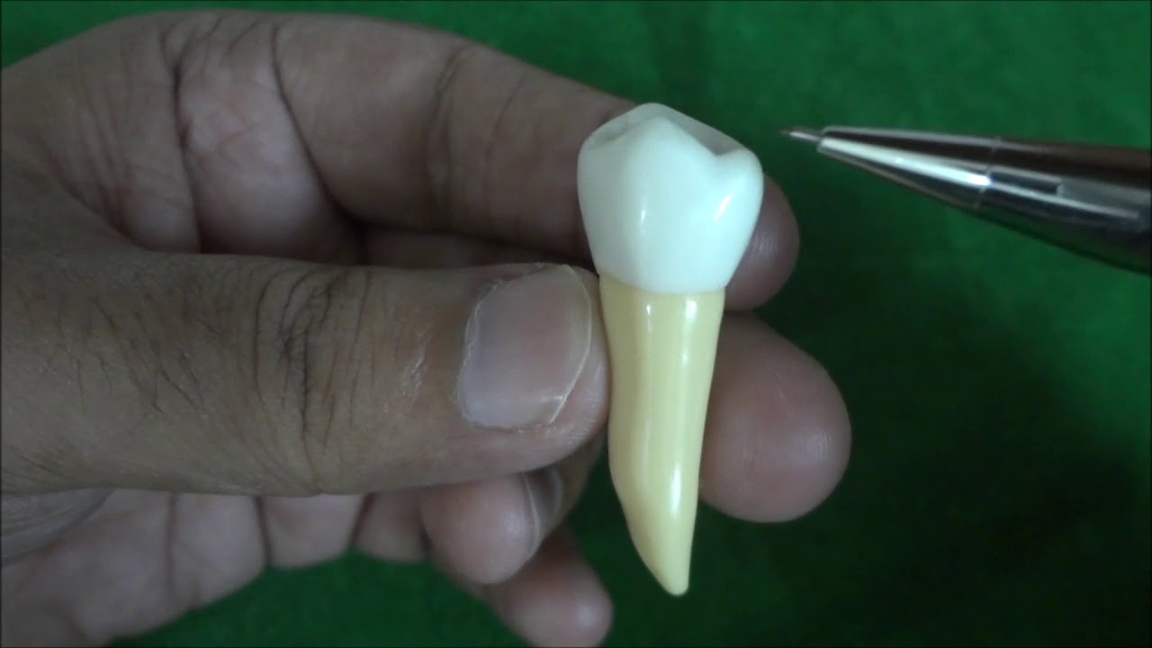 Morphology of Mandibular Second  Premolar | Dental Anatomy