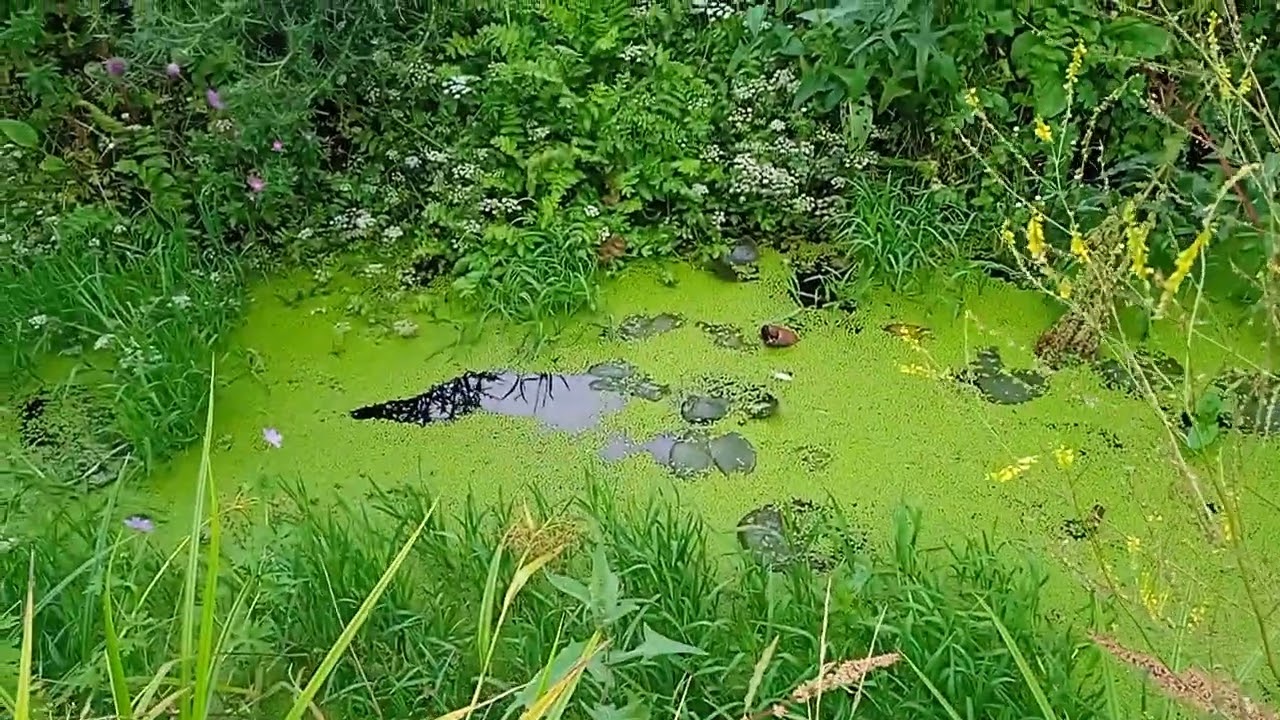 Ставочок під час війни.