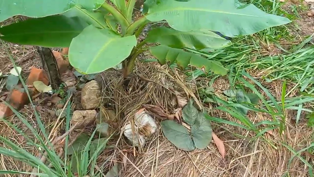 Hãy trồng tất cả những gì chúng ta có