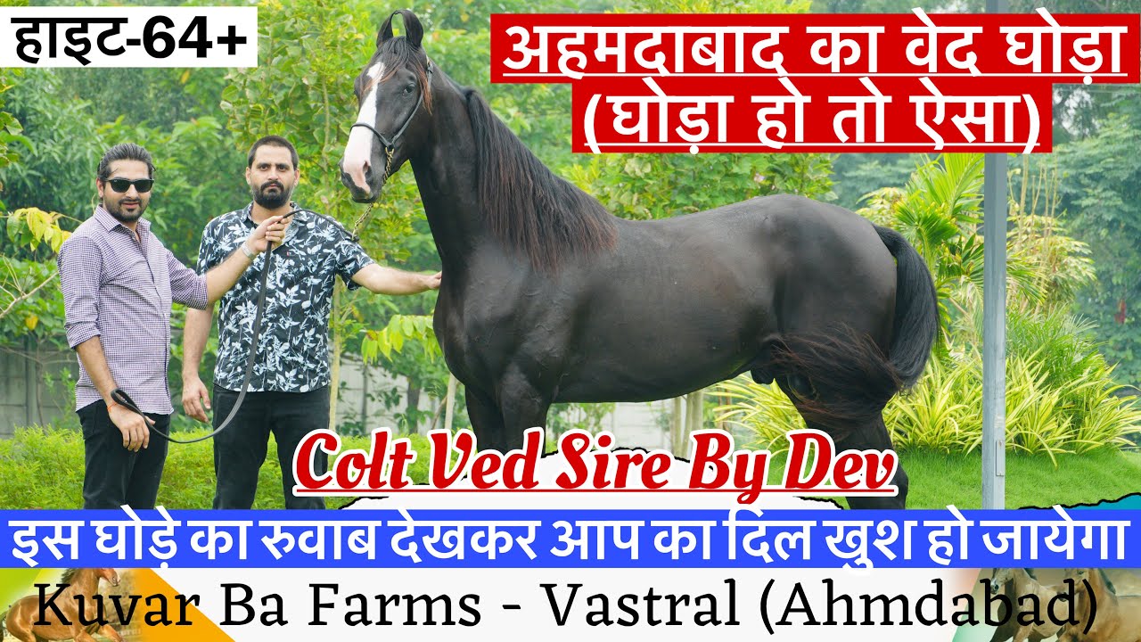 अहमदाबाद के वेद घोड़े का रूबाब देखकर आप का दिन मजेदार हो जायेगा ! (9112787659)