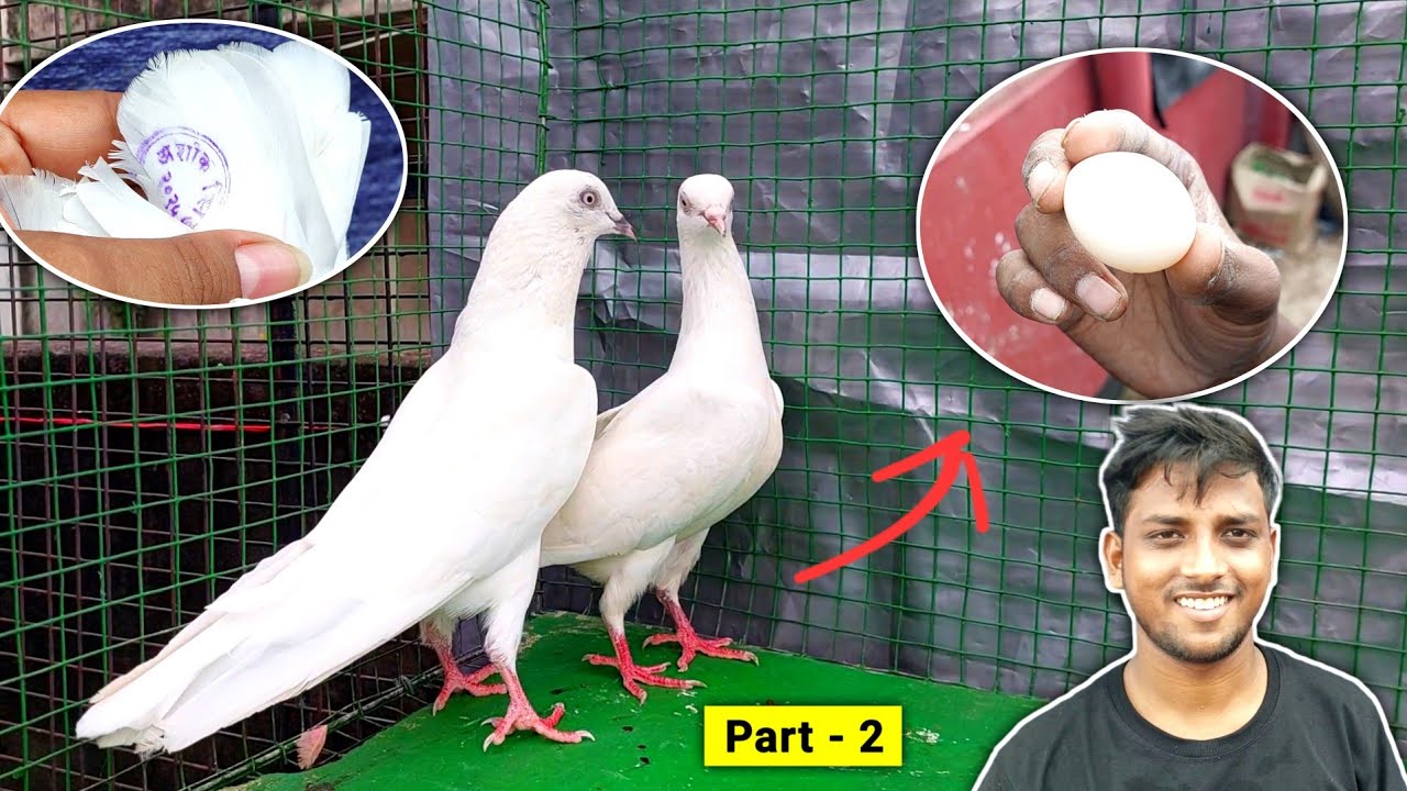 Pure Malwai Kabootar Sale of Bivek Bhai | P-2 | Malwai Pigeons For Sale (2025)