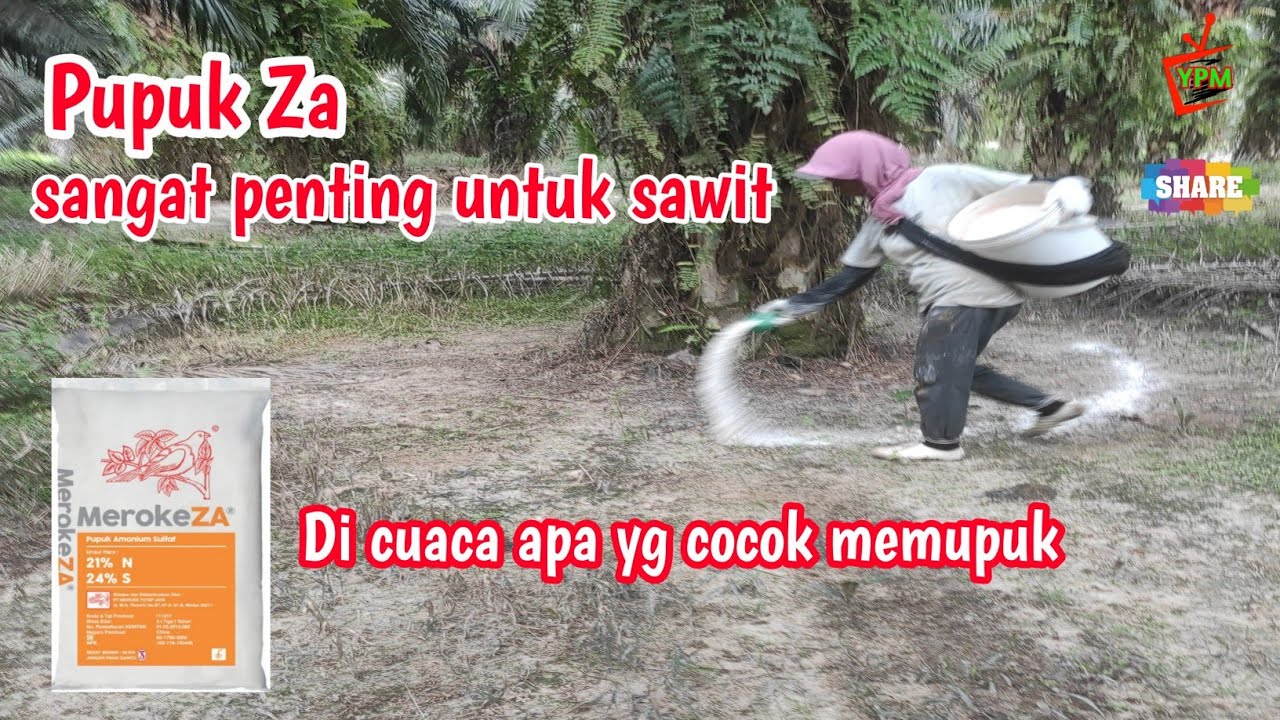 peranan pupuk za sangat penting untuk perkebunan kelapa sawit