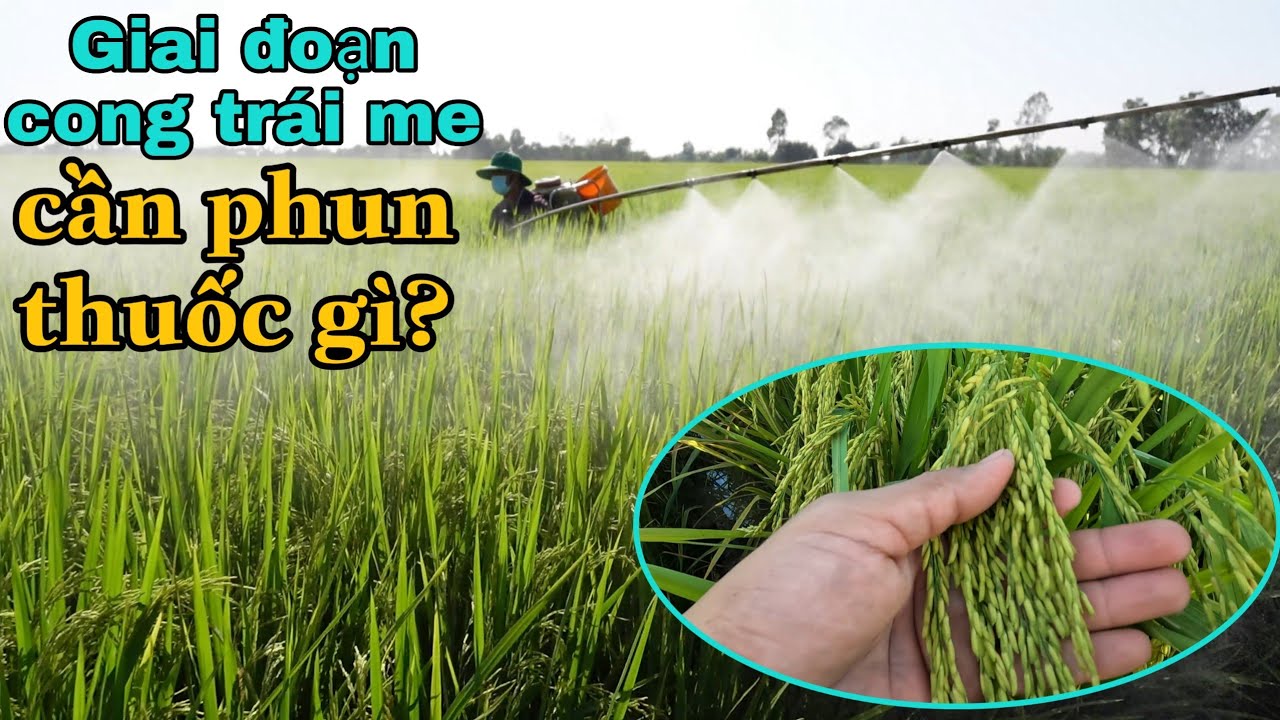 Giai đoạn lúa cong trái me cần phun thuốc gì? để đạt năng suất #109 l thanhdotv