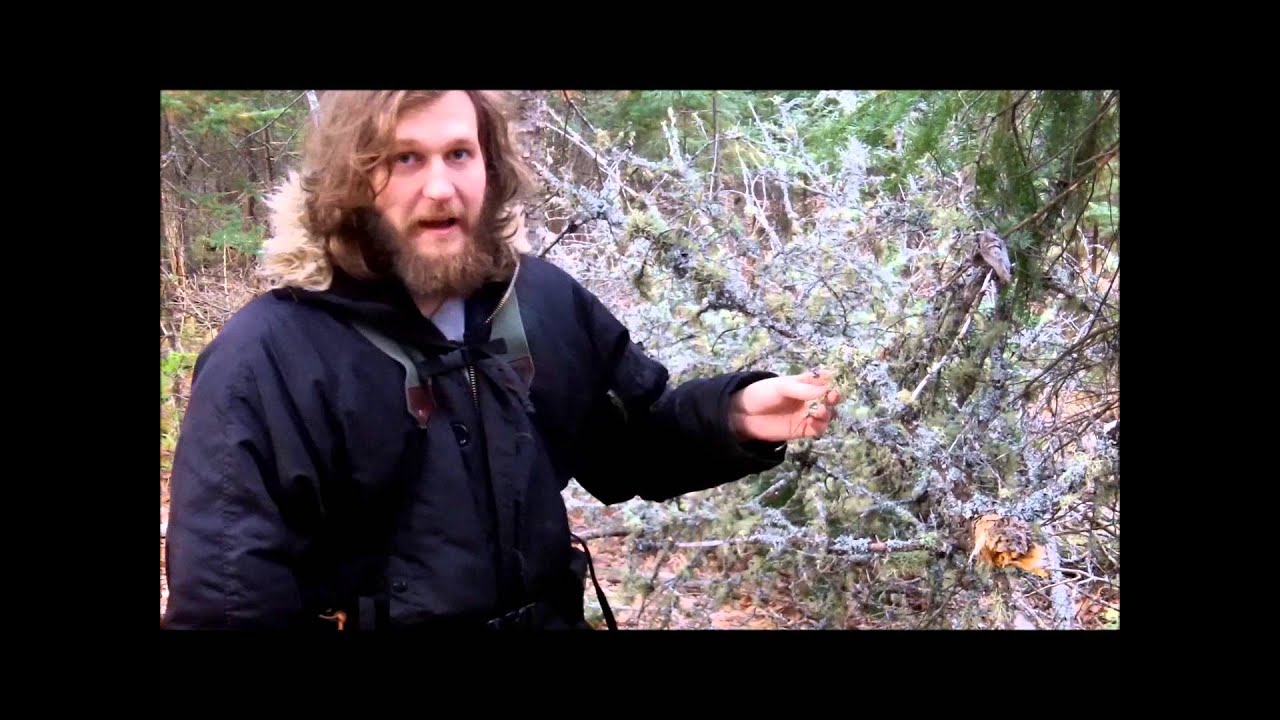 Old Man's Beard, medicinal and historic use
