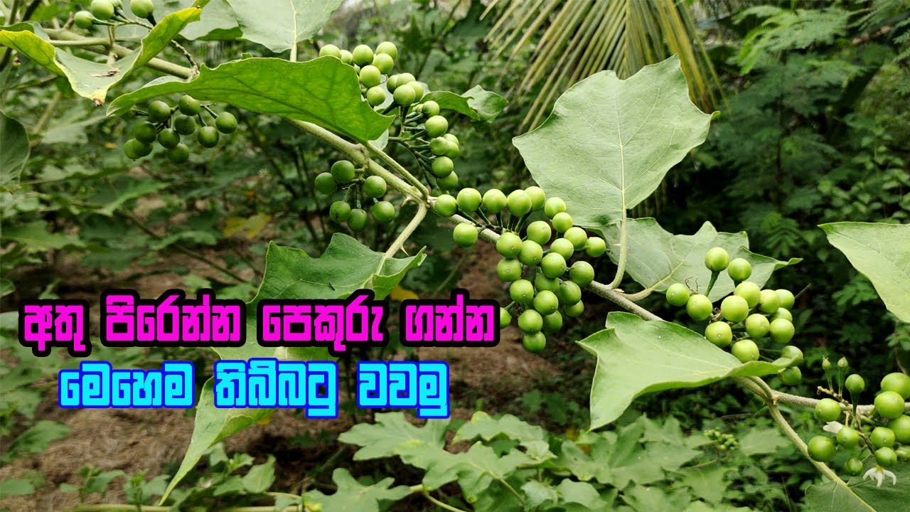 තිබ්බටු වගාවක් මෙහෙම කරමු | thibbatu wagawa | Tibbatu cultivation | thibbatu vagava