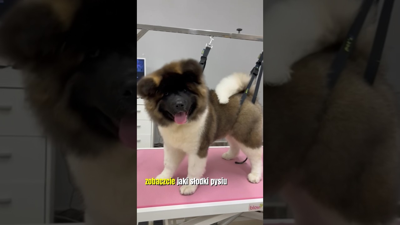 Wizyta adaptacyjna szczeniaka w salonie groomerskim to konieczność #groomer #pies #pielegnacja