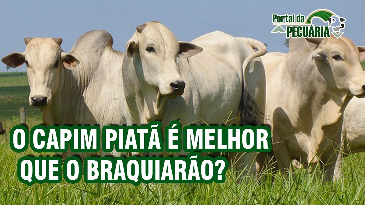 O capim piatã é melhor que o braquiarão?
