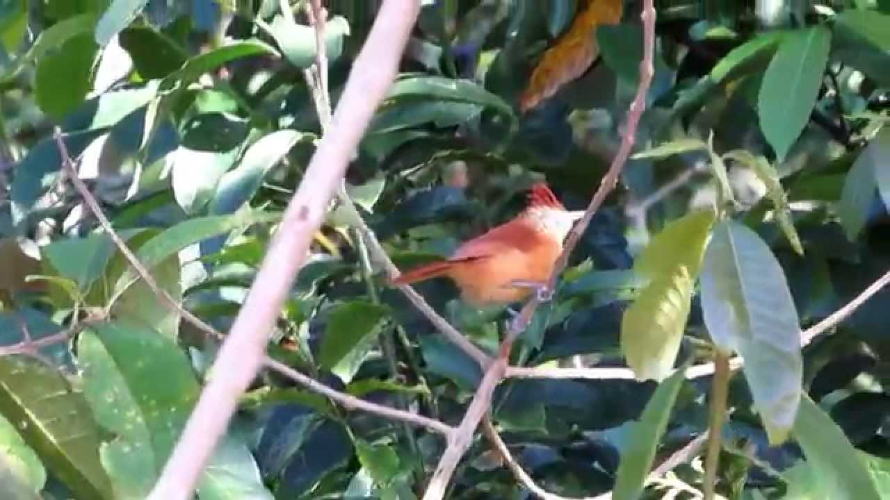 Choca barrada f&ecirc;mea, em Mineiros - GO