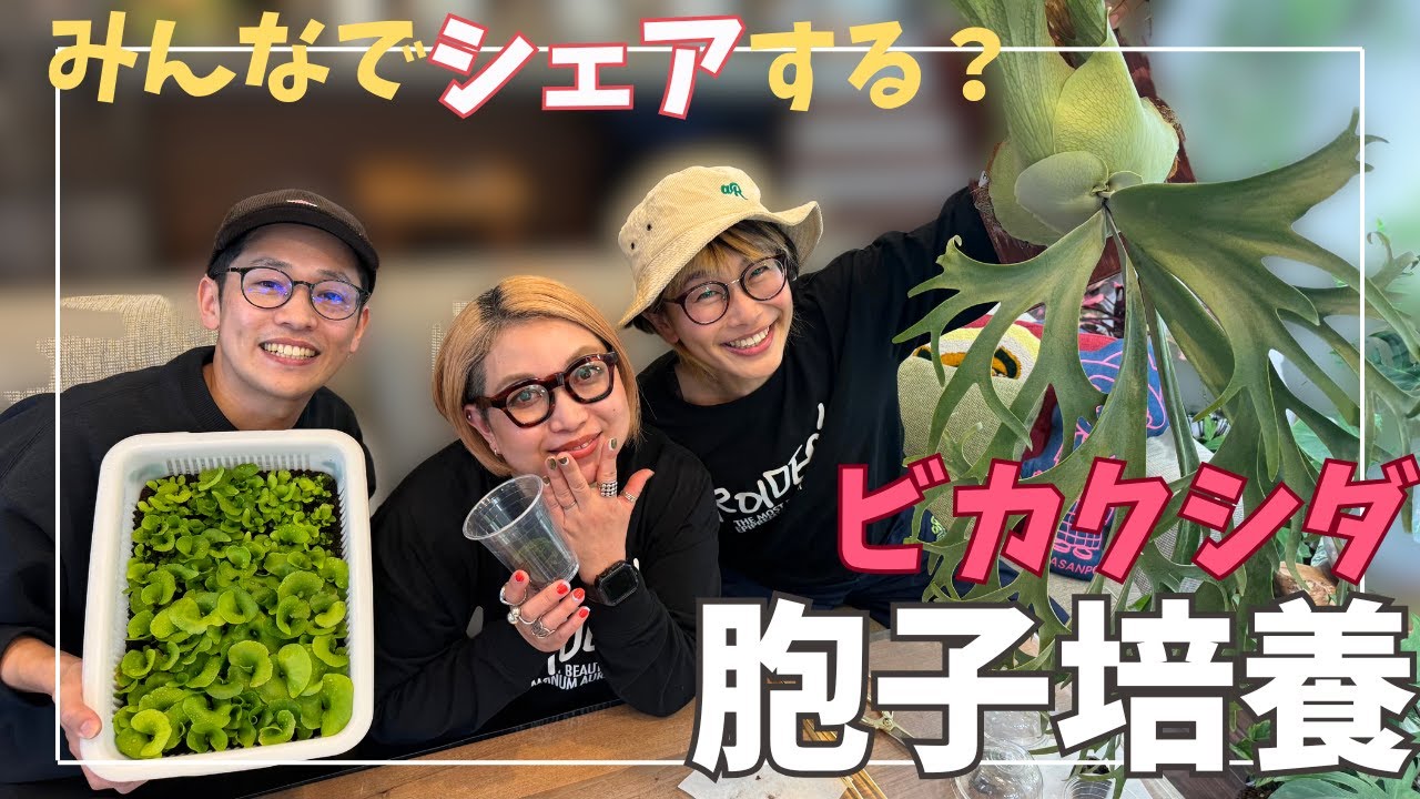 ビカクシダ　一緒に学ぼう胞子培養講座
