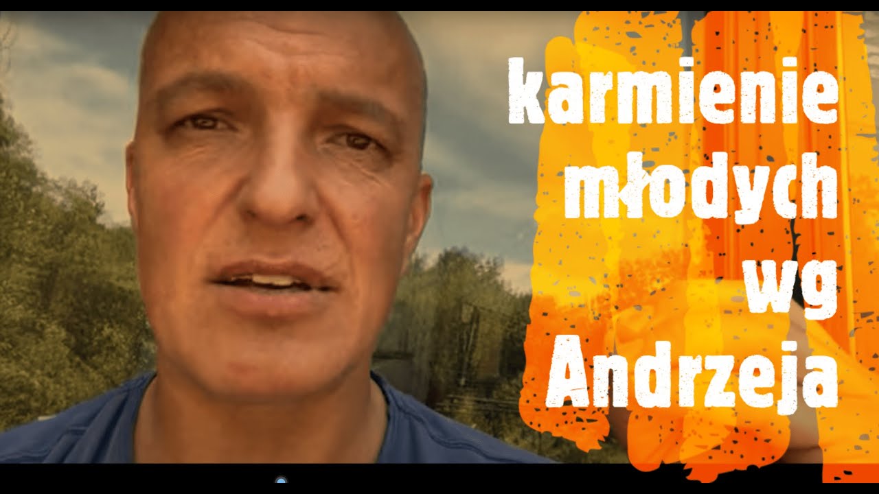 Natura w hodowli - karmienie młodych gołębi i dyscyplina wg Andrzeja💪👍.