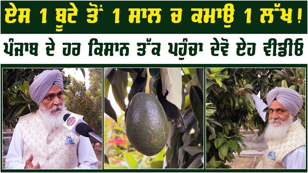 Avocado  Plants in Punjab INDIA | Avocado Farming In India | Sant Singh Paras Farm
