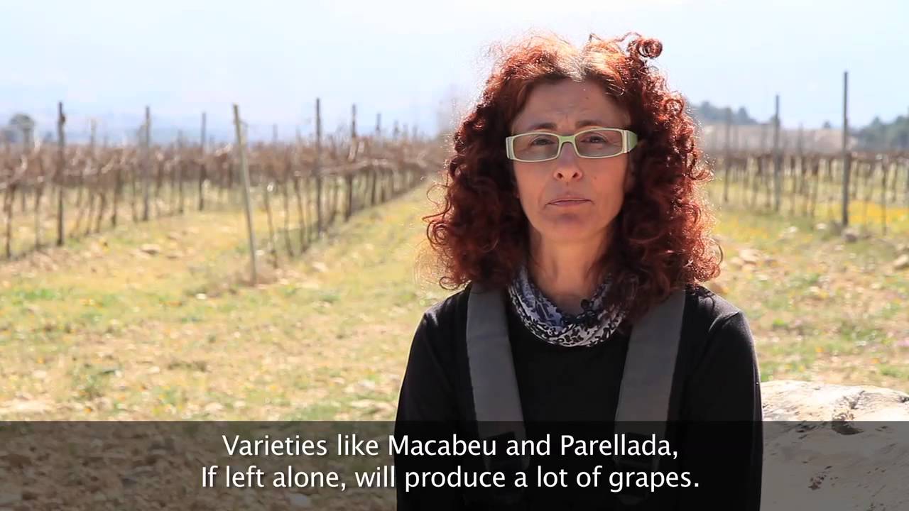 How does pruning affect a wine?