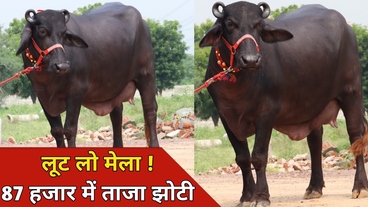 87 हजार में लूट लो मेला, ताजा ब्याई तीन झोटिया एक ही जगह | KS Dairy Farm Kajla (9996522497)