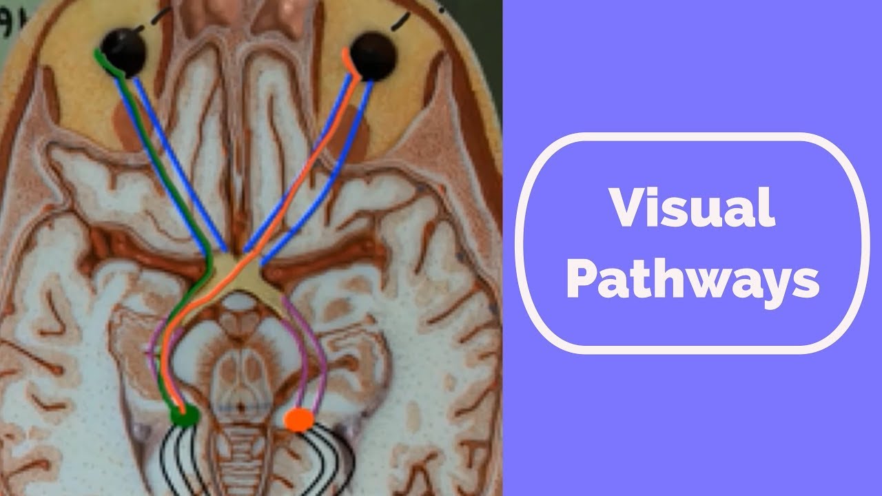 Visual Pathways