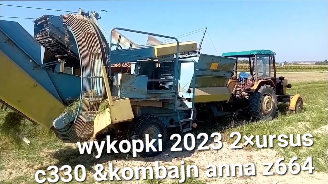 Wykopki 2023 2x Ursus c330 kombajn anna z644 Polska moc 