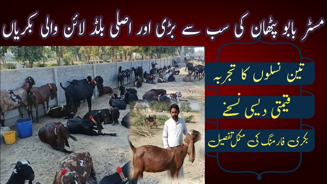 56 | Big Beetal Goats of Mr. Babu Pathan Name of Excellence| How to Raise Beetal Goats for Profit