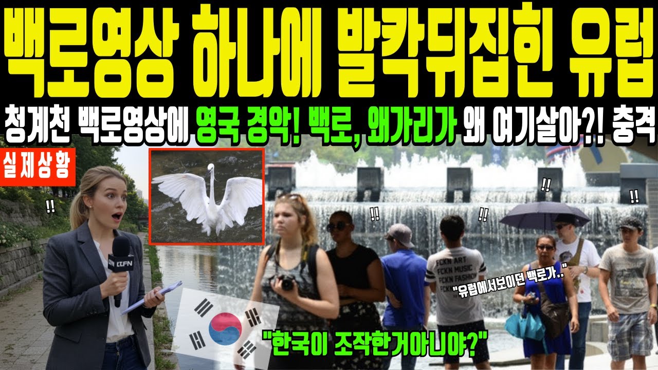 한국 수학여행간 손녀가 보낸 청계천 백로 왜가리 10초 영상에 유럽 깜짝 놀란 이유! 서울 모습 못믿겠다며 발칵 뒤집혀 한국화하는 전세계 충격 [해외감동사연]