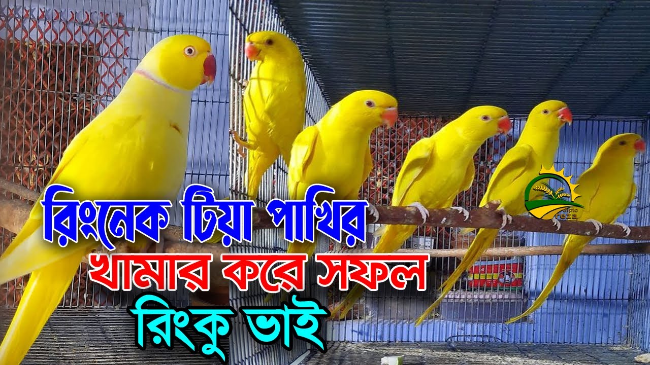 ইন্ডিয়ান রিংনেক পাখি পালন করে সফল রিংকু ভাই। রিংনেক টিয়া পাখি পালন প্রদ্ধতি ও দাম