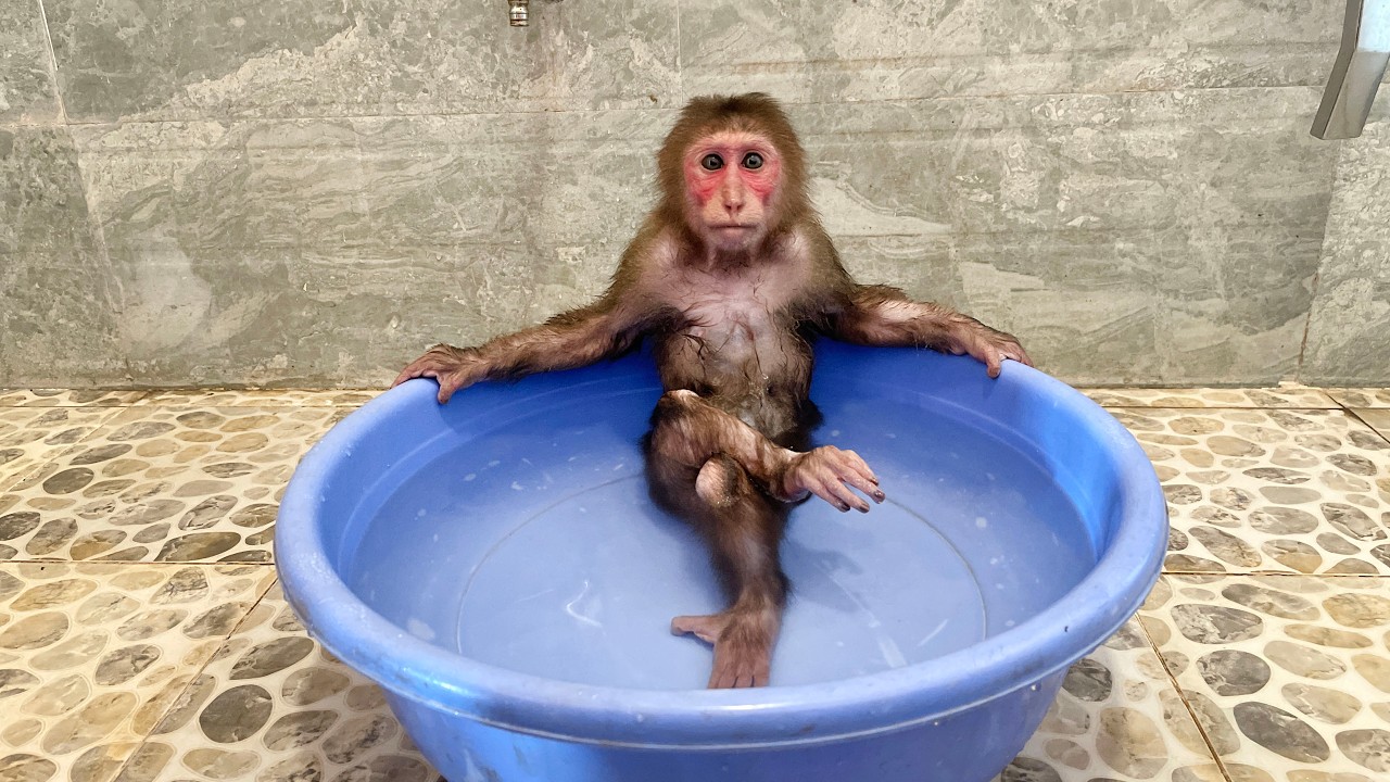 Sleepy CUBIS Asks Dad for a Gentle Bath and Massage Before Bed 😴