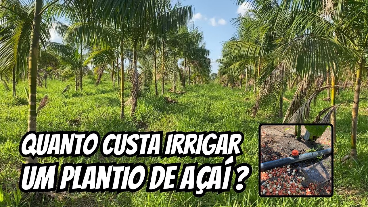 Quanto custa irrigar um plantio de a&ccedil;a&iacute;?