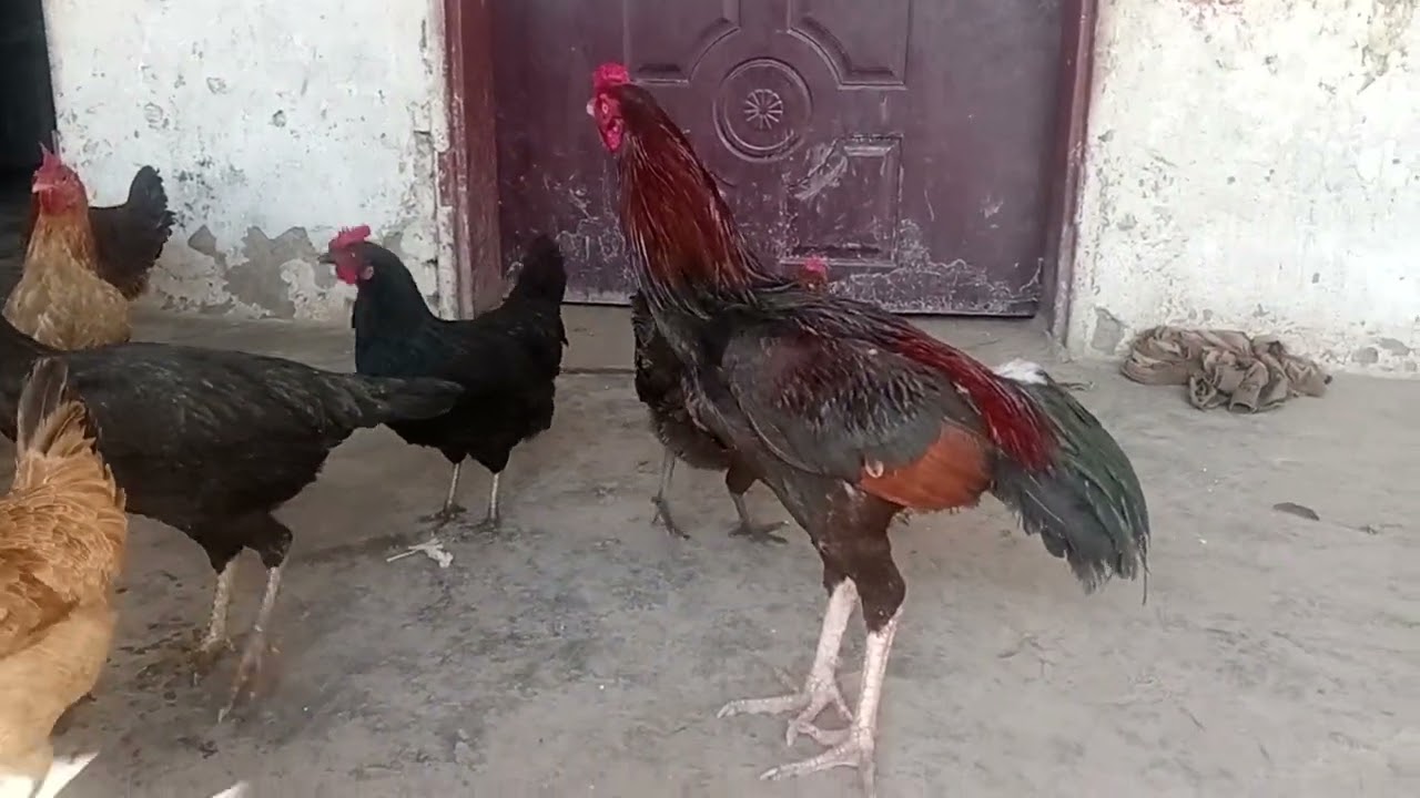 Rooster Han 🐔🐓 and chuckor 🐧
