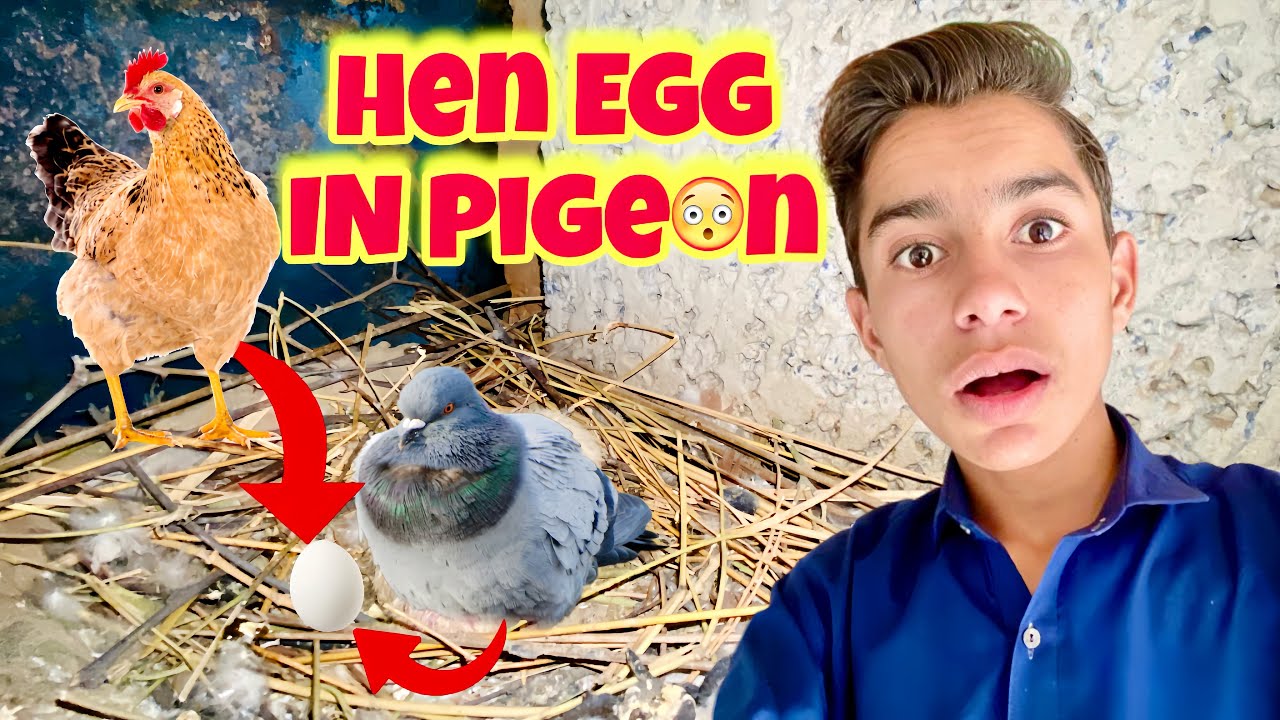 Murgi Ka Anda Kabootari K Neechay Rakh Diya 🥚😮 Hen Egg iN Kabutar