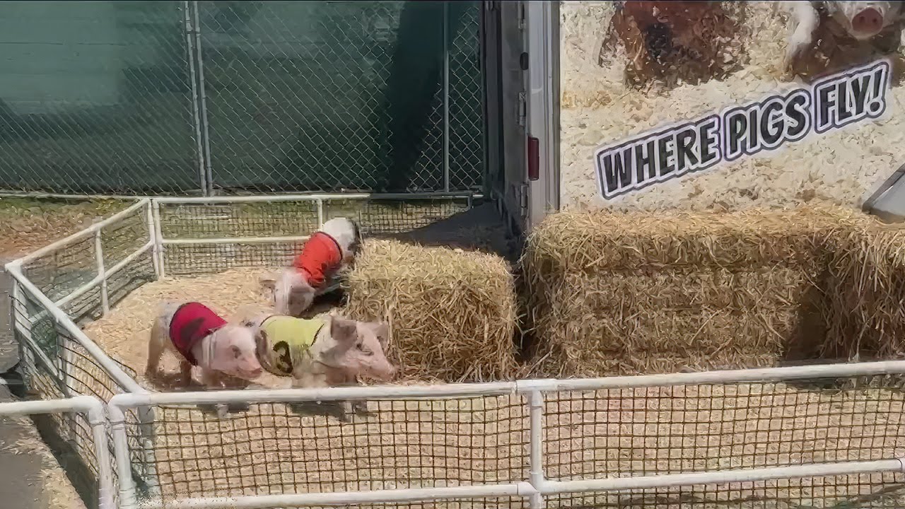 When will pigs fly? This week at the Marin County Fair