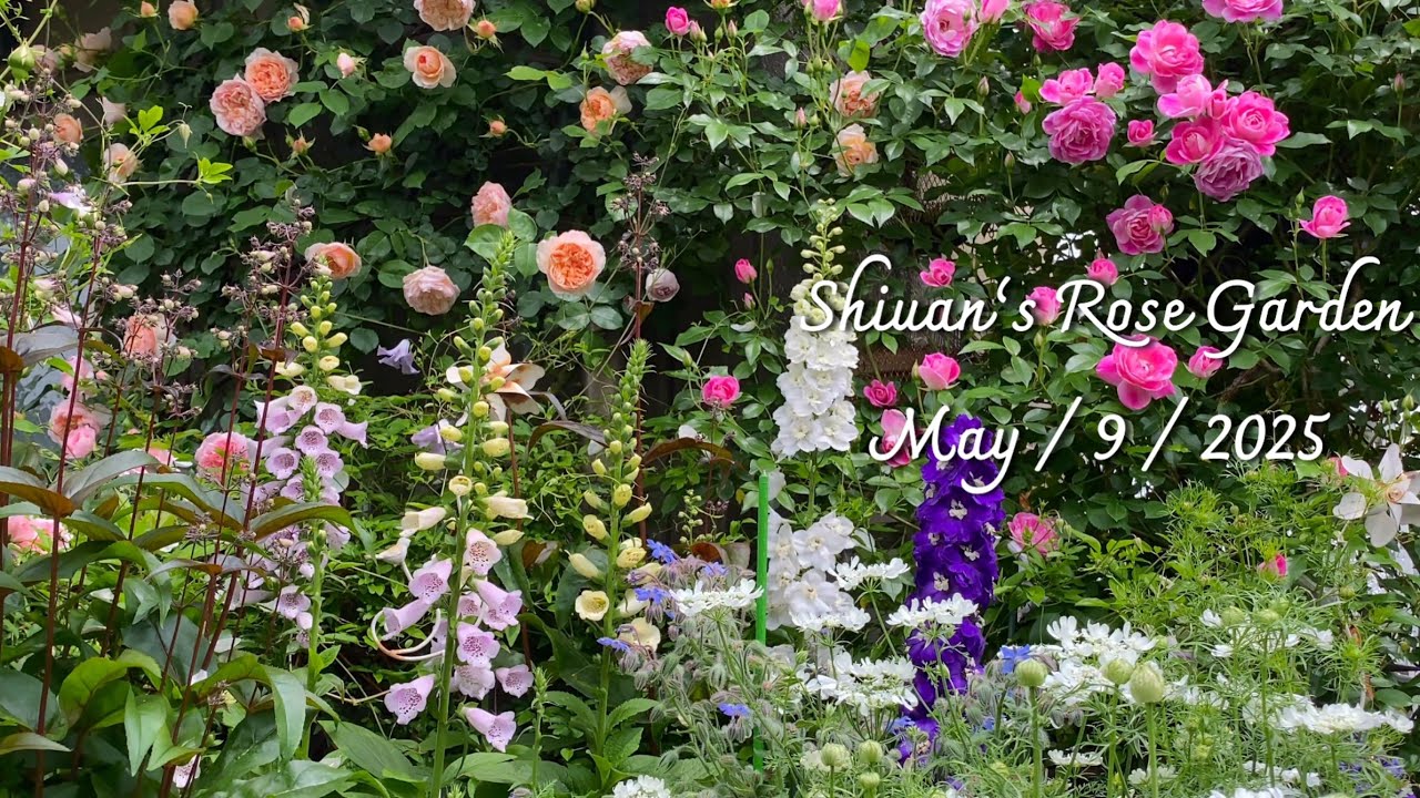 2025（5）Shiuan‘s Rose Garden 2025/5/9 花園日記　 #バラ #garden
