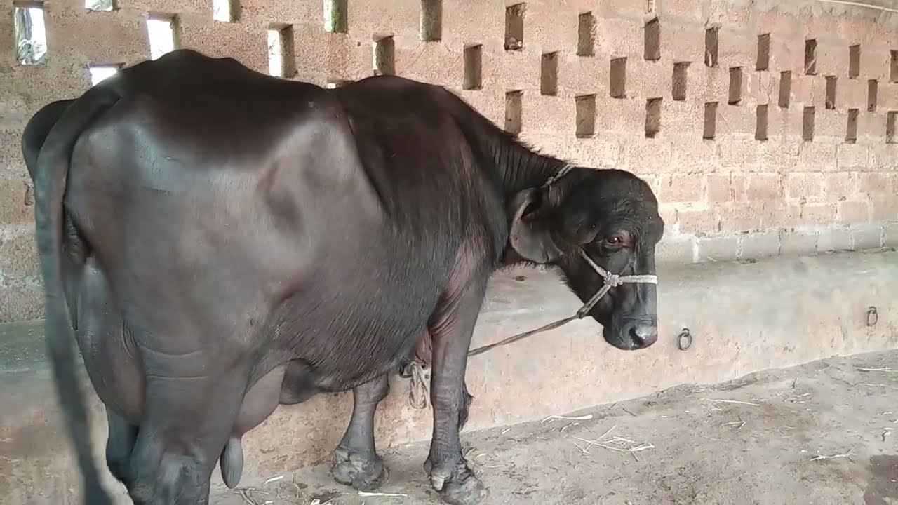 #top bread quality jafrabadi buffalo #top uddar quality jafrabadi buffalo 6352915172