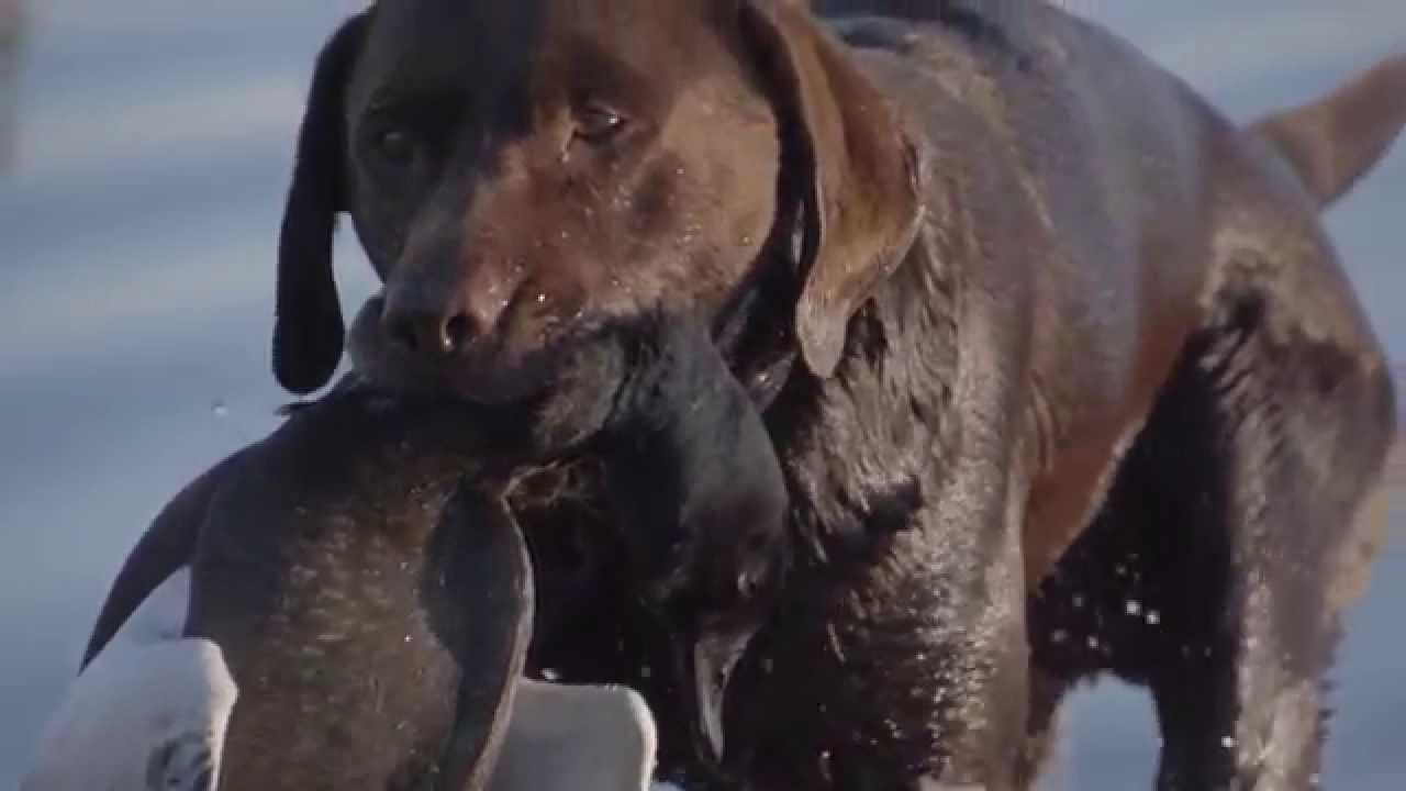 The Hunters Club - Duckshooting Sneak Peek