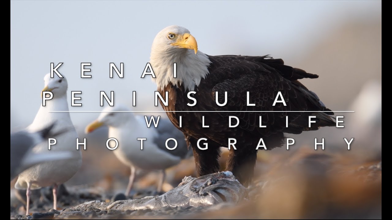 Wildlife Photography On The Kenai Peninsula In Alaska