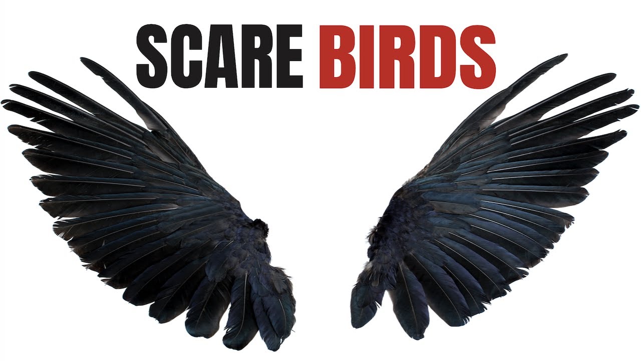 Special Sound To Scare Birds Away