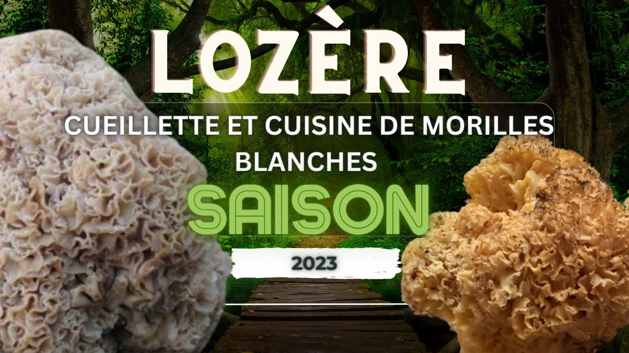 Sparassis Crepu (Morille Blanche) : de la Cueillette à l'Assiette 🍄🍽️