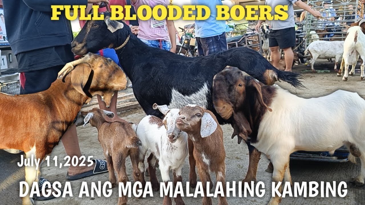 Dagsa ang Malalahing Kambing!!Padre Garcia Batangas