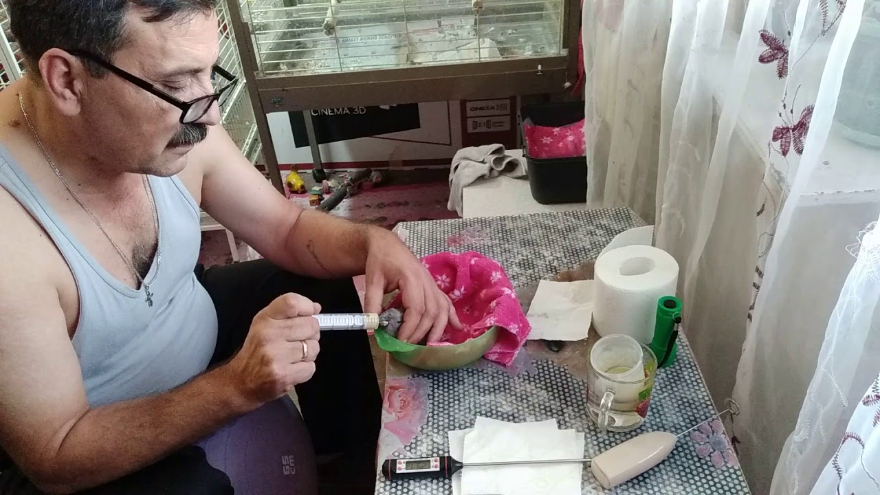 Содержание кормление птенцов Жако